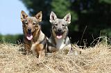 VASGOTASPETS 032